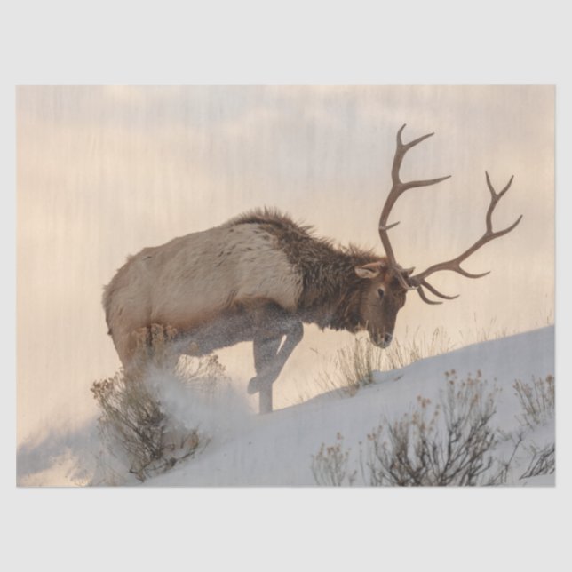 Papier Mousseline Bull Elk recherche de la nourriture sous la neige (Recto)