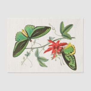 Papier Mousseline Cabinet de l'Entomologie orientale Pl XII