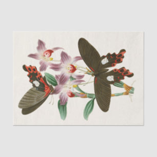 Papier Mousseline Cabinet d'Entomologie orientale Pl III