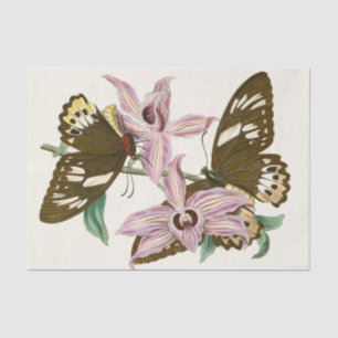 Papier Mousseline Cabinet d'Entomologie orientale Pl XV