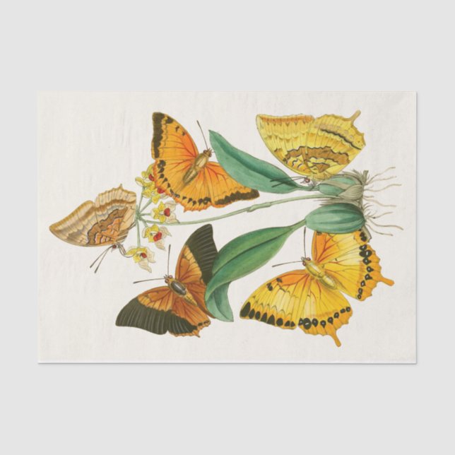 Papier Mousseline Cabinet d'Entomologie orientale Pl XXII (Recto)