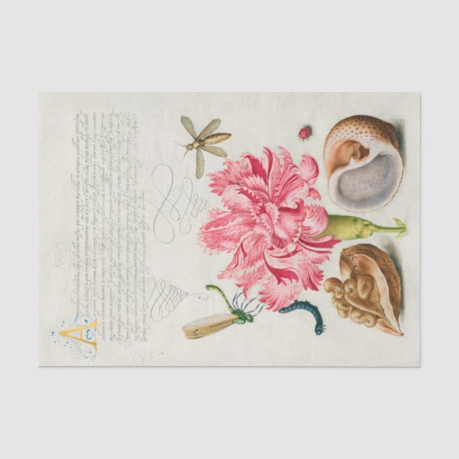 Papier Mousseline Calligraphie (oeillet, insectes et mollusque marin (Recto)