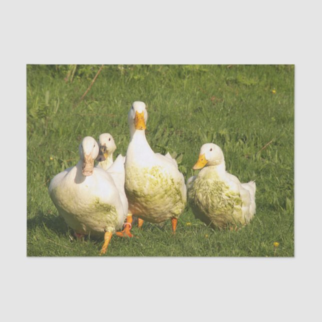 Papier Mousseline canards, vivants, prairies, animaux, ferme, vie ru (Recto)