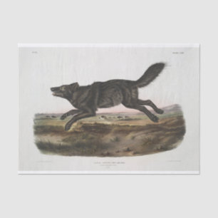 Papier Mousseline Canis lupus, Loup Noir-Américain. Homme. Vintage