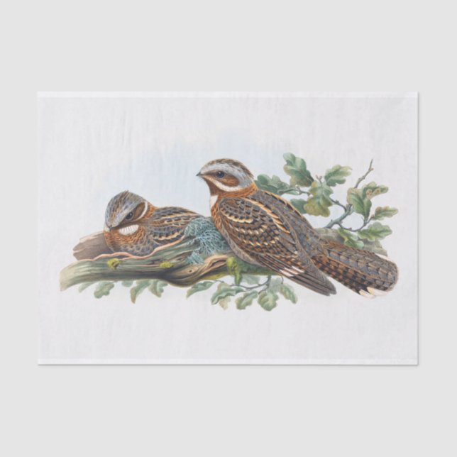 Papier Mousseline Caprimulgus Ruficollis, Découpage (Recto)