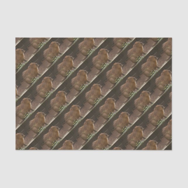 Papier Mousseline Capybara (Recto)