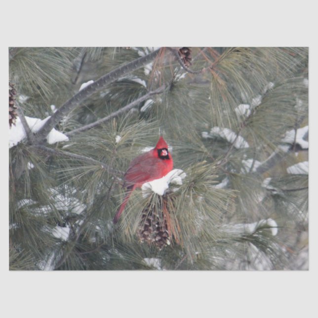 Papier Mousseline Cardinal 3093 Papier Tissu (Recto)