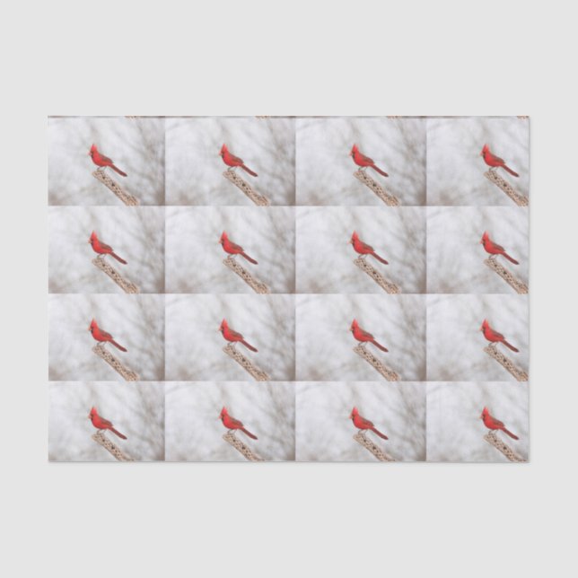 Papier Mousseline Cardinal du Nord sur une branche (Recto)