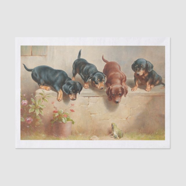 Papier Mousseline Carl Richert | Chiots Et Grenouilles Dachshund (Recto)