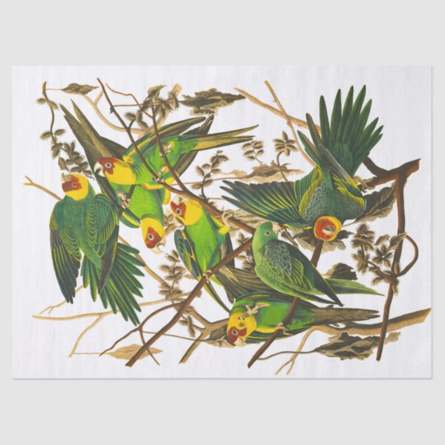 Papier Mousseline Carolina Parrot par John James Audubon (Recto)