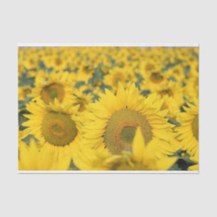 Papier Mousseline Champ jaune de tournesols photo