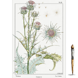 Papier Mousseline Chardon, série de botanique d'Eugene Grasset