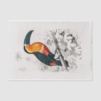 Papier Mousseline Charles Dessalines D'Orbigny | Toucan