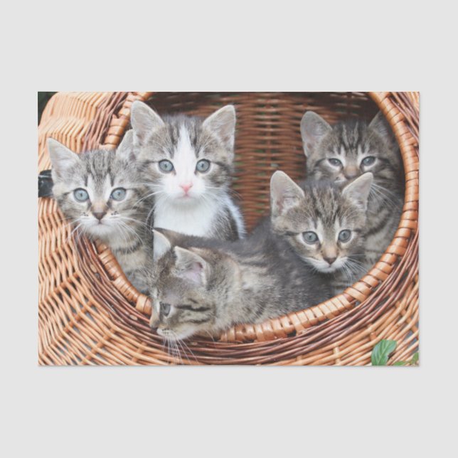Papier Mousseline chatons dans un papier de tissu en panier (Recto)