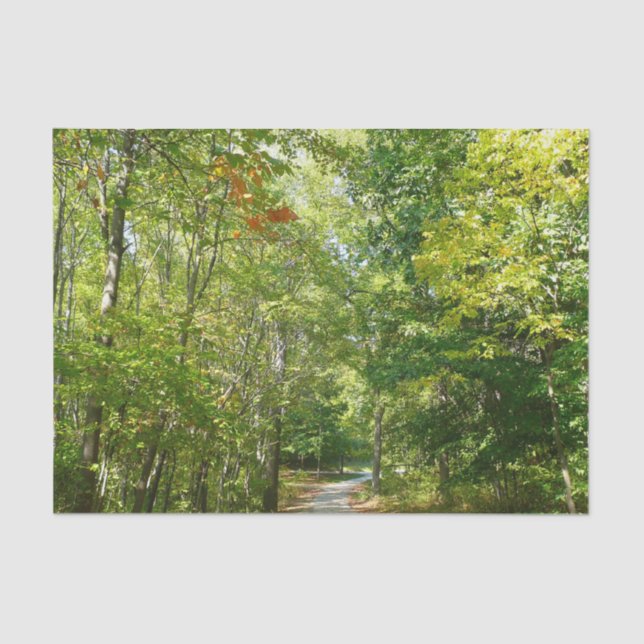 Papier Mousseline Chemin boisé centenaire I Ellicott City Nature (Recto)