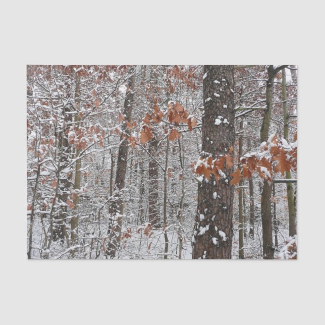 Papier Mousseline Chênes couverts de neige hiver Photographie de la  (Recto)