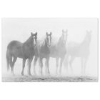 Chevaux Noirs Et Blancs À L'Écart