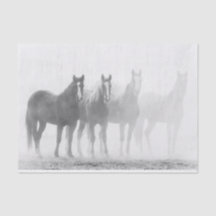 Chevaux Noirs Et Blancs À L'Écart
