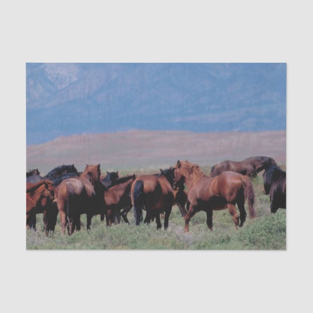 Papier Mousseline Chevaux sauvages à l'ouest (Recto)