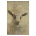 Chèvre bébé Socke