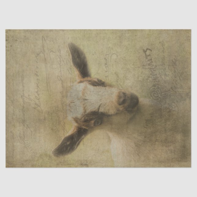 Papier Mousseline Chèvre bébé Socke (Recto)