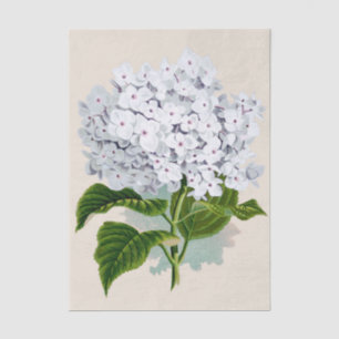 Papier Mousseline Chic Fleurs blanches fraîches avec coeur rose