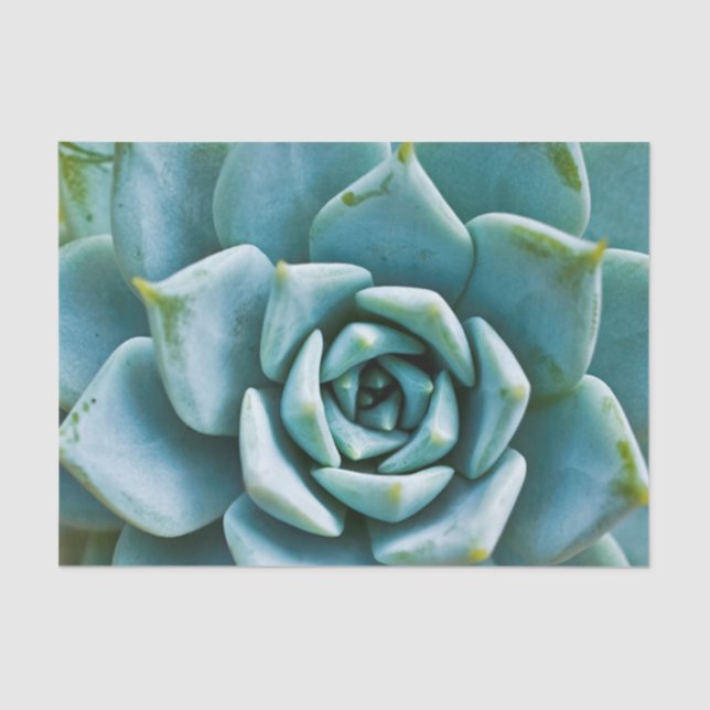 Papier Mousseline Closeup Succulent (Recto)