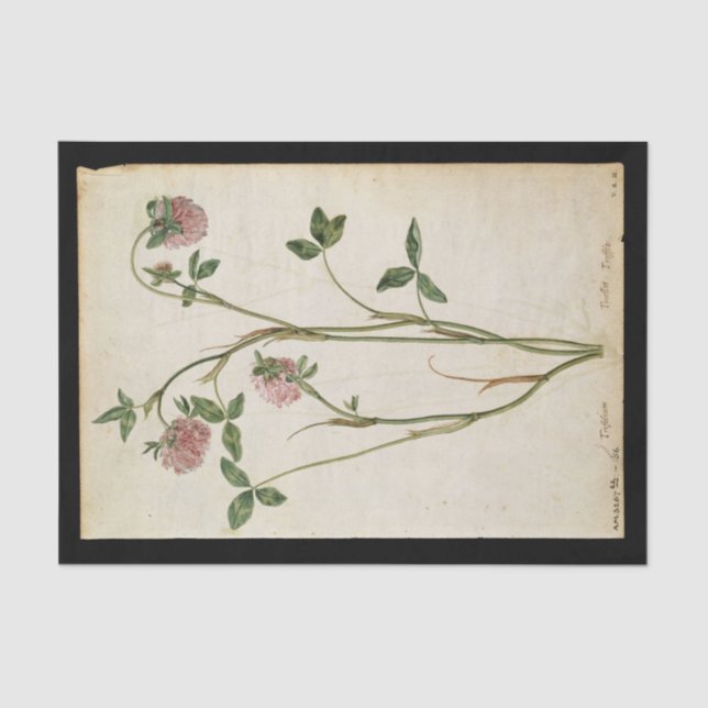 Papier Mousseline Clover rouge par Jacques de Morgues (Recto)