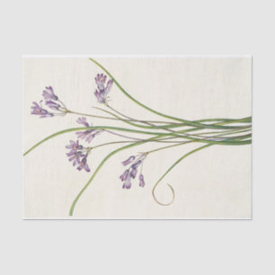 Papier Mousseline Clusterlily par Mary Vaux Walcott