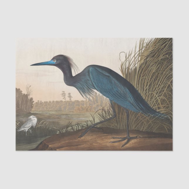 Papier Mousseline coastal Audobon blue heron Tissue Paper (Recto)