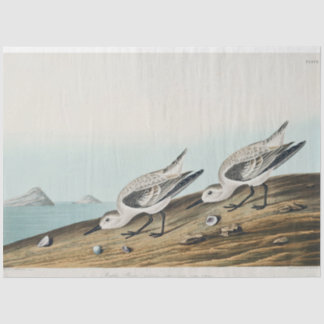 Papier Mousseline coastal audobon sanderling gulls tissue paper