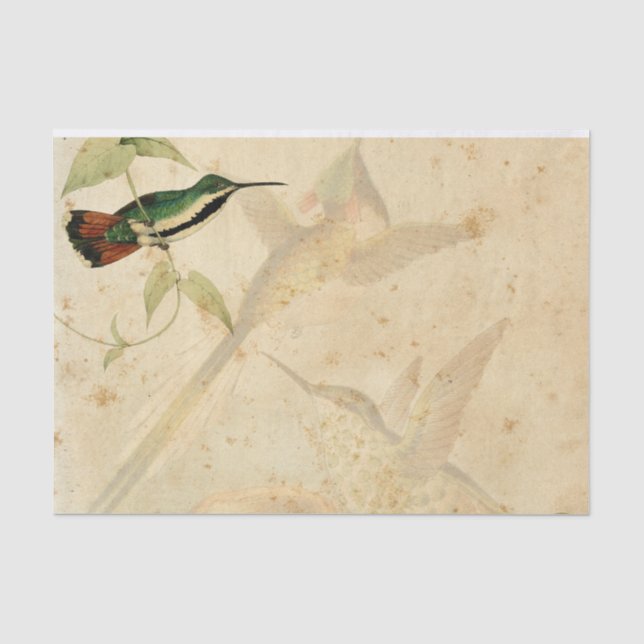 Papier Mousseline Colibri élégant (Recto)