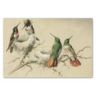 Colibris colorés avec nid, Hector Giacomelli