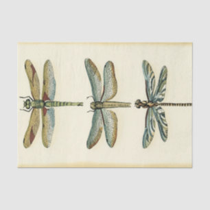 Papier Mousseline Collection de libellules par Chariklia Zarris