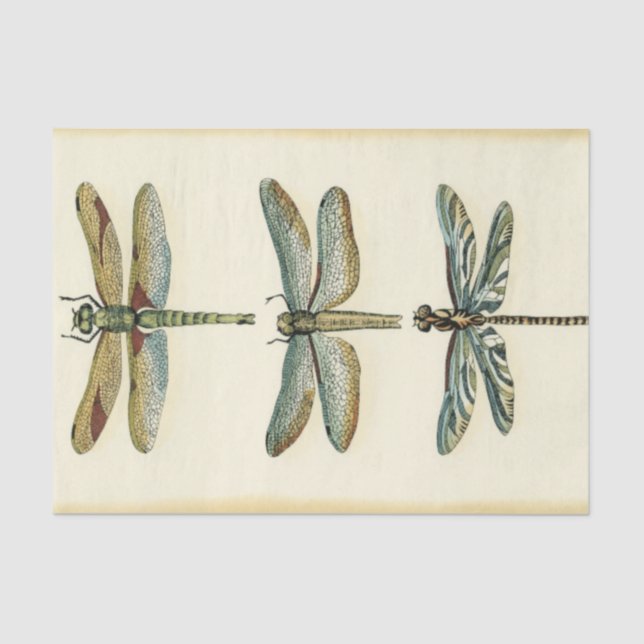 Papier Mousseline Collection de libellules par Chariklia Zarris (Recto)