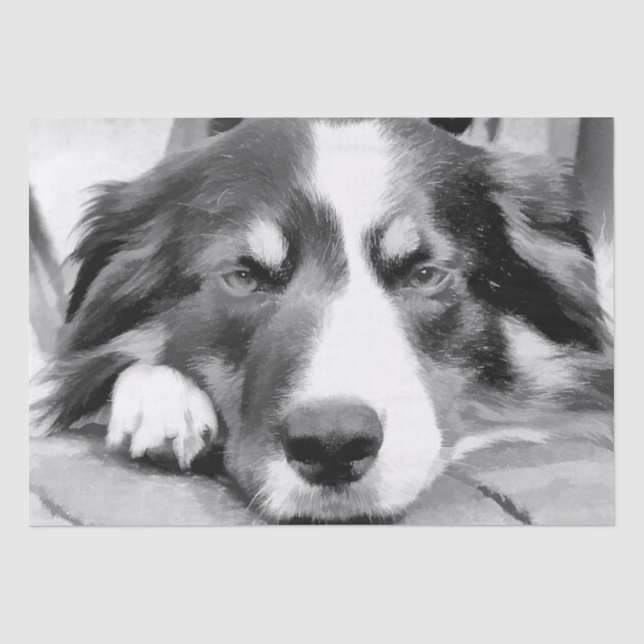 PAPIER MOUSSELINE COLLIE FRONTALIÈRE (Recto)