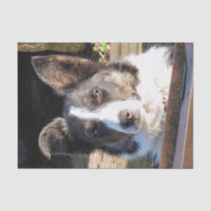 PAPIER MOUSSELINE COLLIE FRONTALIÈRE
