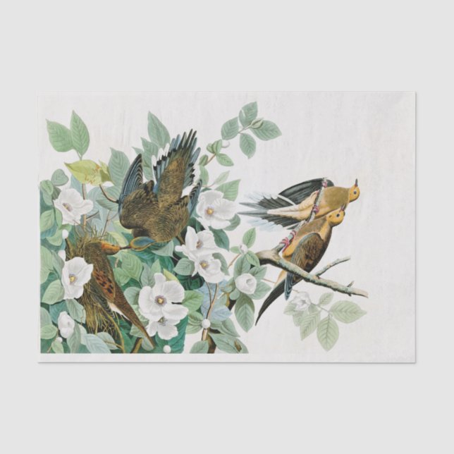 Papier Mousseline Colombe de tortue de la Caroline, oiseaux de (Recto)