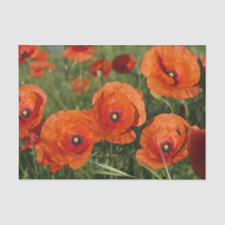Papier Mousseline Common Poppies 