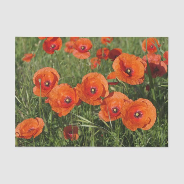 Papier Mousseline Common Poppies  (Recto)