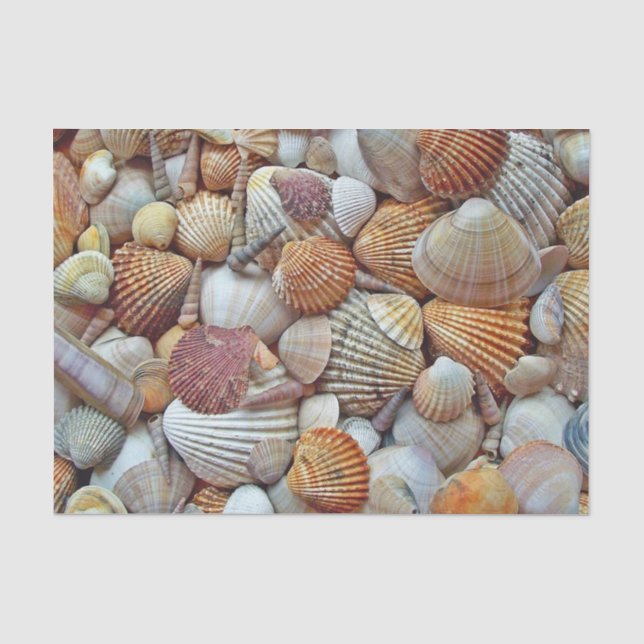Papier Mousseline Coques de mer (Recto)