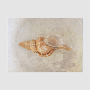 Papier Mousseline Coquillage Vintage Antique Texture Océan Plage