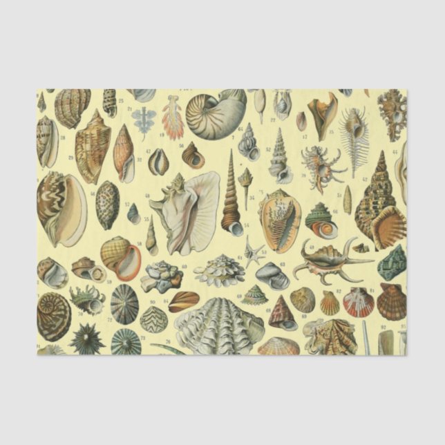 Papier Mousseline Coquillages de coquillages Mollusk Clam Élégant Ar (Recto)