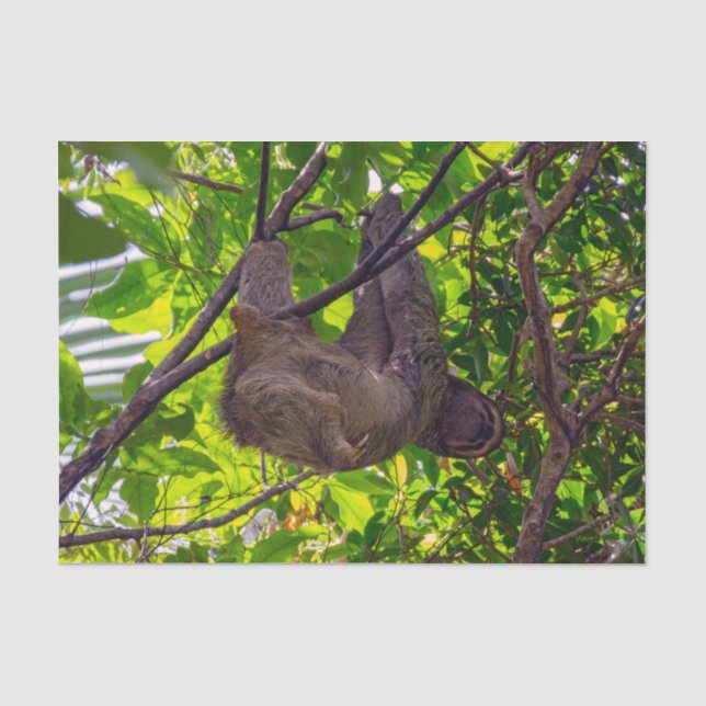 Papier Mousseline Costa Rica - Happy Lazy Sloth, Antonio Manuel NP (Recto)