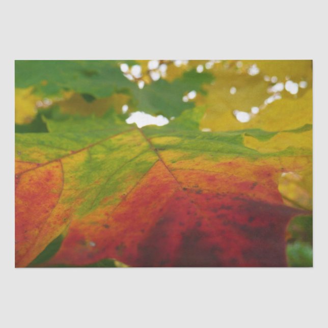 Papier Mousseline Couleurs de la feuille d'érable Automne Photograph (Recto)