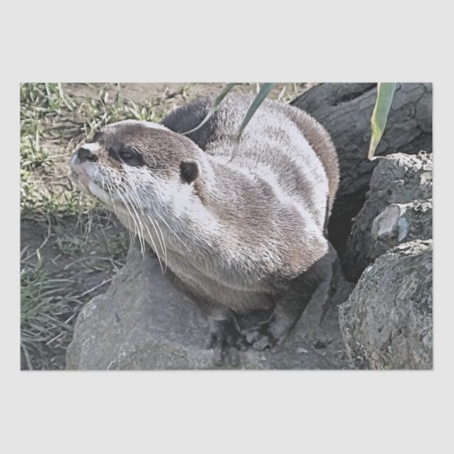 PAPIER MOUSSELINE COUPER OTTER (Recto)