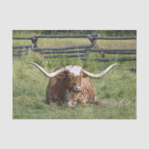 Papier Mousseline Cow Texas Longhorn Photo