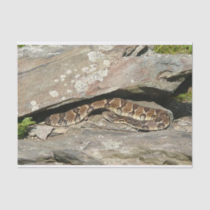 Papier Mousseline Crotale à Shenandoah National Park