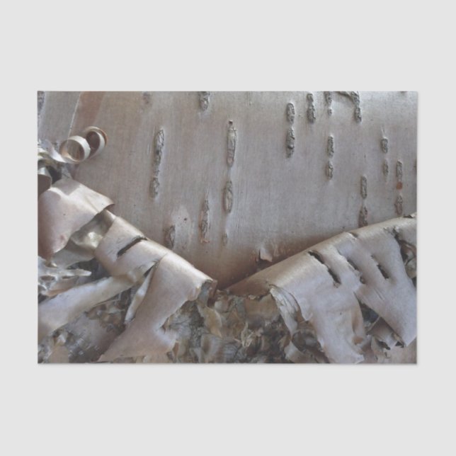 Papier Mousseline Curly Birch Bark Tree Rustic (Recto)