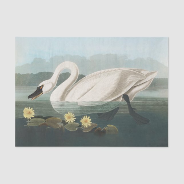 Papier Mousseline cygne audubon cygnes d'eau blanche (Recto)